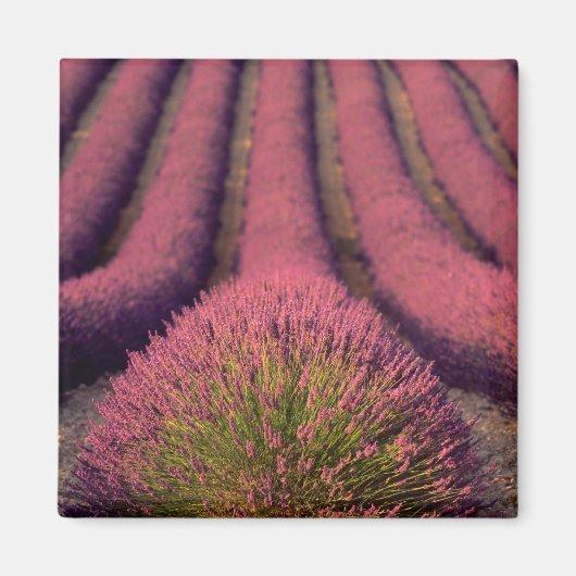 Lavender field in High Provence, France 2 Magneet (Voorkant)