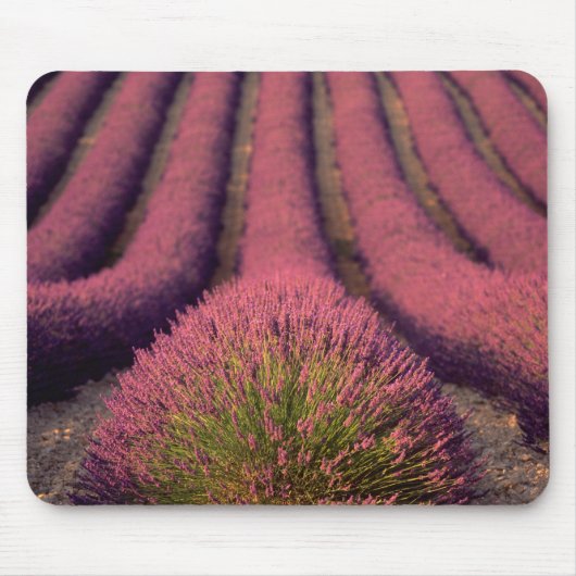 Lavender field in High Provence, France 2 Muismat (Voorkant)