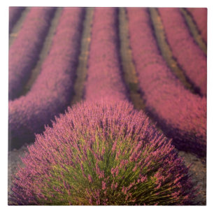 Lavender field in High Provence, France 2 Tegeltje