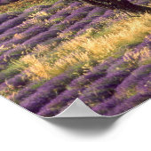 Lavender field in High Provence, Frankrijk Poster (Hoek)