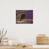Lavender field in High Provence, Frankrijk Poster (Keuken)
