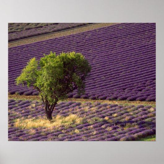 Lavender field in High Provence, Frankrijk Poster (Voorkant)