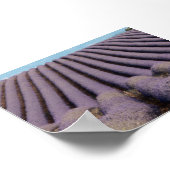 Lavender field in Provence Poster (Hoek)
