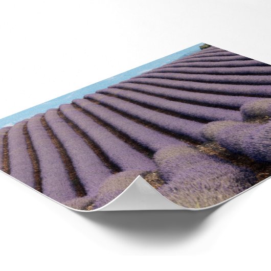 Lavender field in Provence Poster (Hoek)
