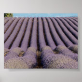 Lavender field in Provence Poster (Voorkant)