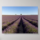 Lavender field in Provence Poster (Voorkant)