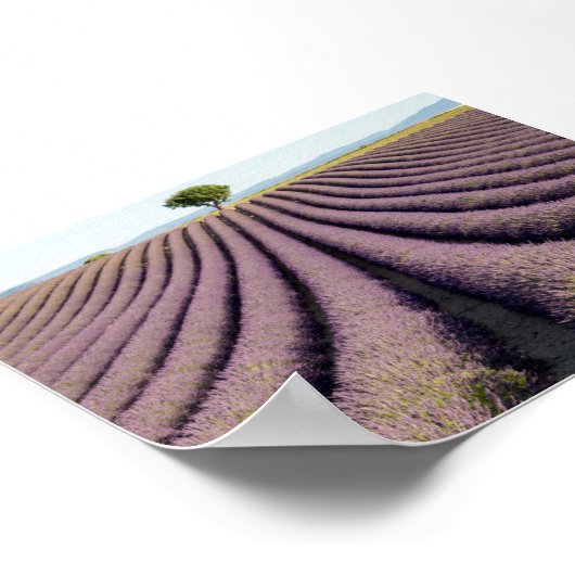 Lavender field in Provence Poster (Hoek)