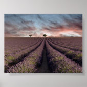 Lavender field in Provence Poster (Voorkant)