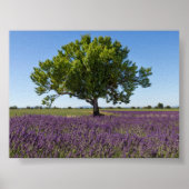 Lavender field in Provence Poster (Voorkant)