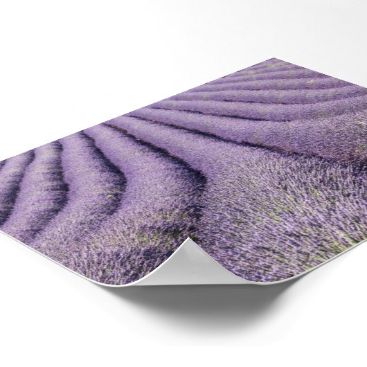 Lavender field in Provence Poster (Hoek)