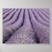 Lavender field in Provence Poster (Voorkant)