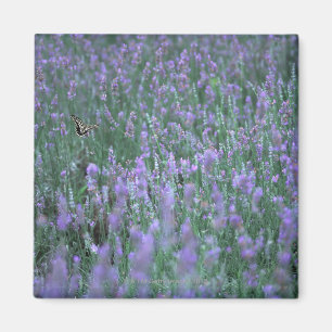 Lavender Field Magneet