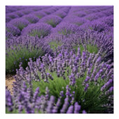 lavender field perfect poster (Voorkant)