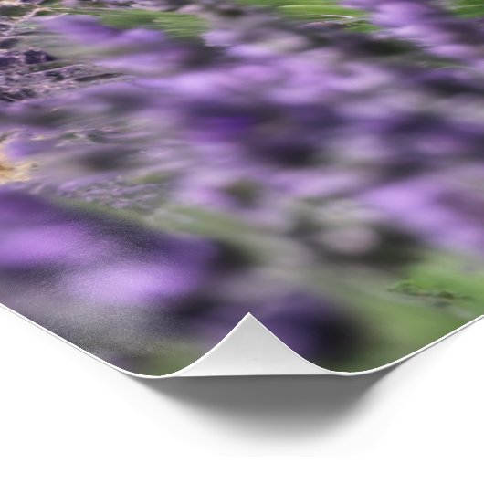 lavender field perfect poster (Hoek)