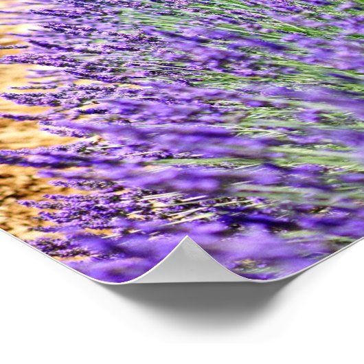 Lavender Field Poster (Hoek)