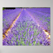 Lavender Field Poster (Voorkant)