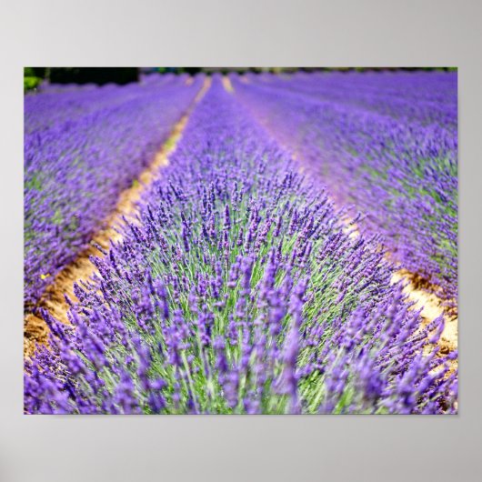 Lavender Field Poster (Voorkant)