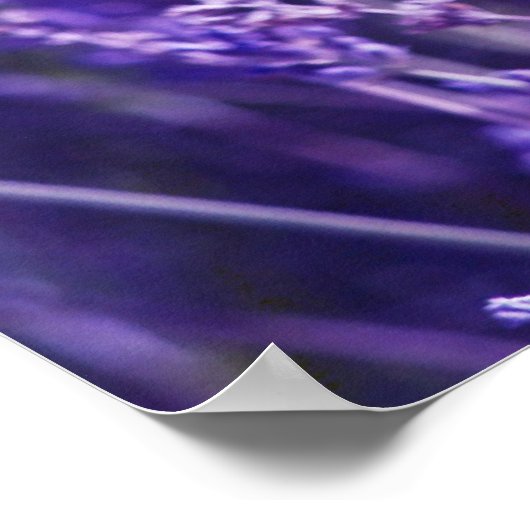 Lavender Field Poster (Hoek)