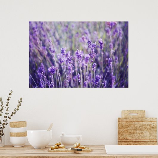 Lavender Field Poster (Keuken)