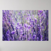 Lavender Field Poster (Voorkant)