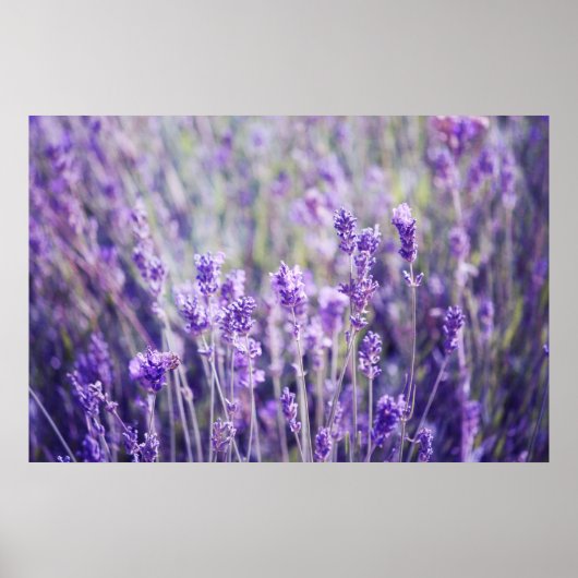 Lavender Field Poster (Voorkant)