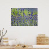 Lavender Field Poster (Keuken)