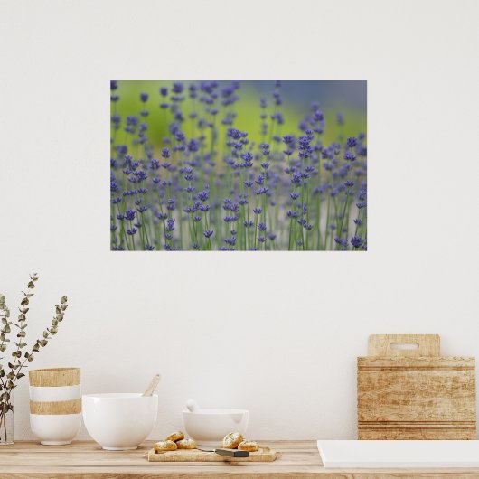 Lavender Field Poster (Keuken)