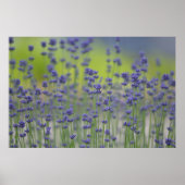 Lavender Field Poster (Voorkant)