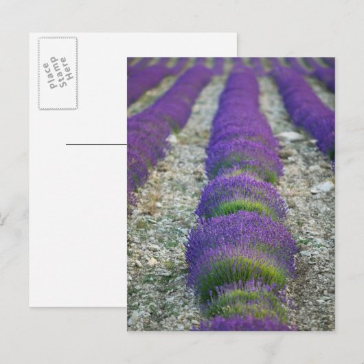 Lavender field, Provence, Frankrijk Briefkaart (Voorkant / Achterkant)