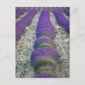 Lavender field, Provence, Frankrijk Briefkaart (Voorkant)