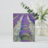 Lavender field, Provence, Frankrijk Briefkaart (Staand voorkant)