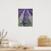 Lavender field, Provence, Frankrijk Poster (Keuken)