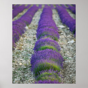 Lavender field, Provence, Frankrijk Poster