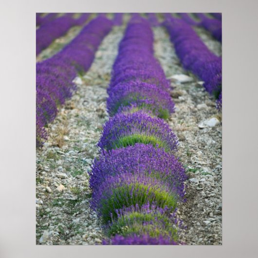 Lavender field, Provence, Frankrijk Poster (Voorkant)