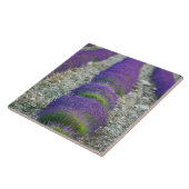 Lavender field, Provence, Frankrijk Tegeltje (Zijkant)