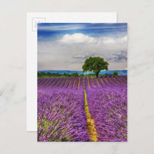 Lavender Field schilderachtig, Frankrijk Briefkaart (Voorkant / Achterkant)