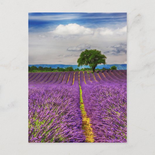 Lavender Field schilderachtig, Frankrijk Briefkaart (Voorkant)