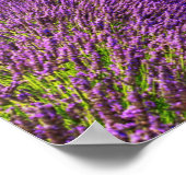 Lavender Field schilderachtig, Frankrijk Poster (Hoek)