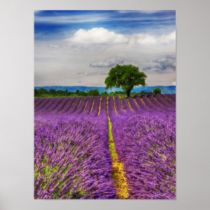 Lavender Field schilderachtig, Frankrijk Poster