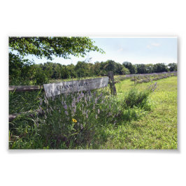 Lavender Field Sign. Foto Afdruk