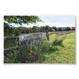 Lavender Field Sign. Foto Afdruk