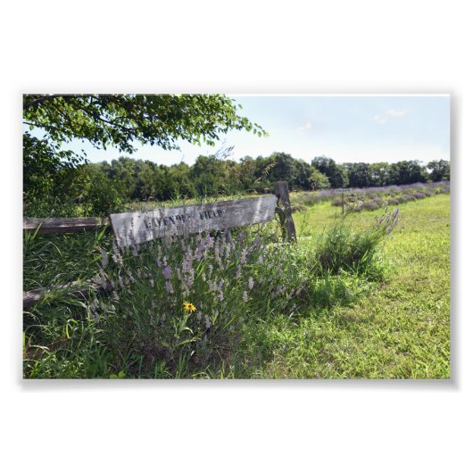 Lavender Field Sign. Foto Afdruk (Voorkant)