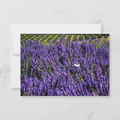 Lavender Field Specialized Blank Notecard Kaart (Voorkant)