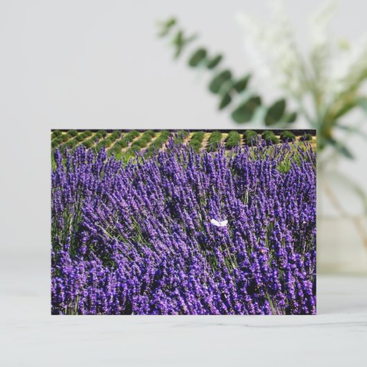 Lavender Field Specialized Blank Notecard Kaart (Staand voorkant)