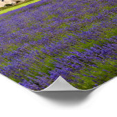 Lavender Field Summer Flowers Cotswolds England Poster (Hoek)