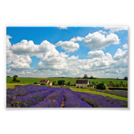 Lavender Field Summer Flowers Cotwolds England Foto Afdruk
