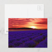 Lavender Field Sunset Briefkaart (Voorkant / Achterkant)