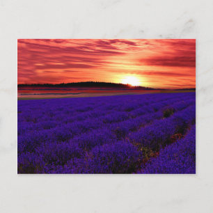 Lavender Field Sunset Briefkaart