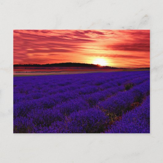 Lavender Field Sunset Briefkaart (Voorkant)