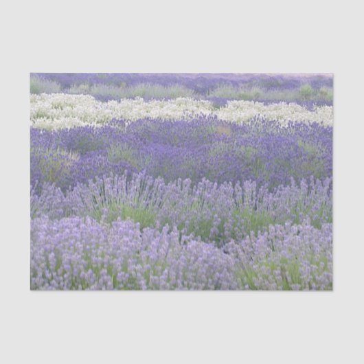 Lavender Field Tissue Paper Tissuepapier (Voorkant)